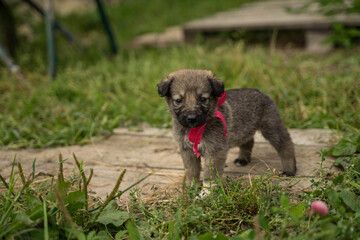 small colorful puppy with a bow
