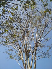 tree background landscape natural beauty