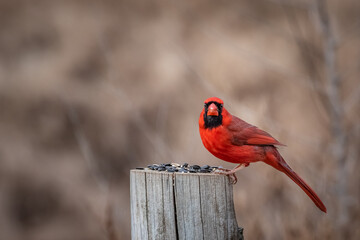 A male Northern Cardinal (Cardinalis cardinalis) sitting on a post