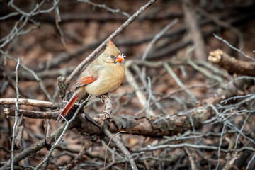 Female Northern Cardinal (Cardinalis cardinalis) on a post