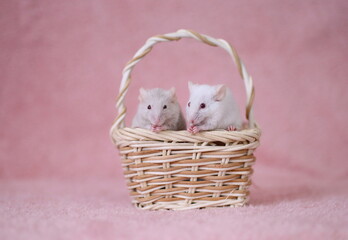 かごに乗って一緒に食事している2匹の仲好しハツカネズミ