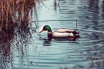 Beautiful duck with white collar swimming in the pond