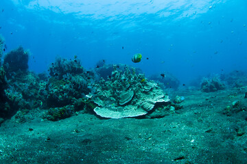 Coral reefs. Underwater world of Tulamben, Bali, Indonesia.