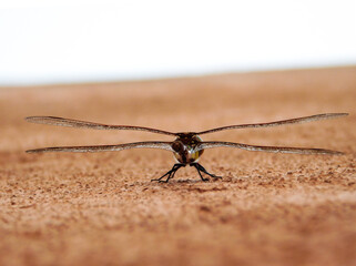 Dragonfly in wall