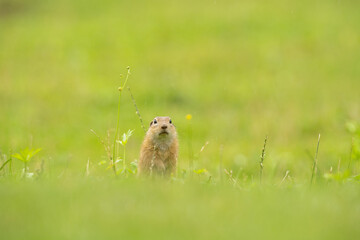 Naklejka na ściany i meble Ground squirrel is alert on the meadow. Small squirrel are out from the burrow. European wildlife nature. The cute squirrel is curious.