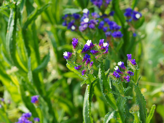 Limonium sinuatum | Statice sinueux ou Saladelle sinuée aux minuscules fleurs en entonnoir formant...
