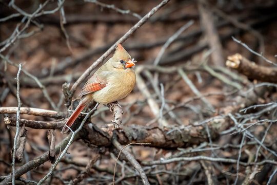 Female Northern Cardinal (Cardinalis cardinalis) on a post