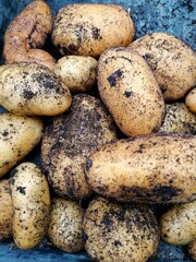 Kartoffeln frisch geerntet