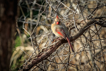 Female Northern Cardinal (Cardinalis cardinalis) perched in a tree