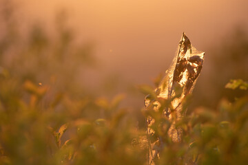 Strong sun illuminating a spider web amid vegetation