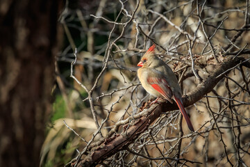 Female Northern Cardinal (Cardinalis cardinalis) perched in a tree
