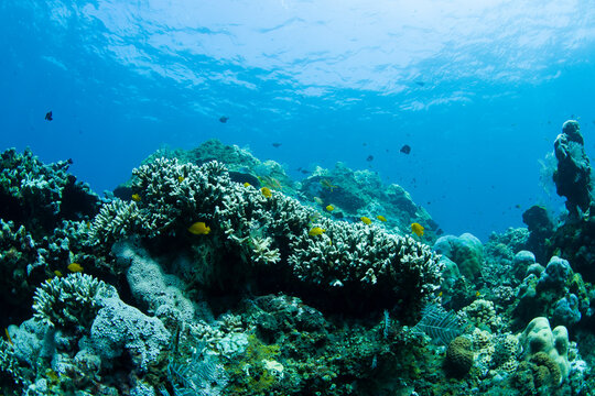 Coral reefs. Underwater world of Tulamben, Bali, Indonesia.