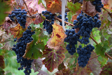 Grapes on vine in autumn harvest