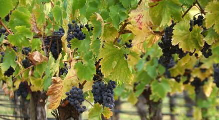 Grapes in Vineyard 