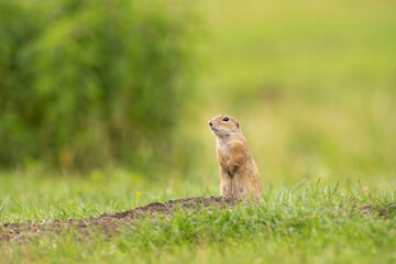 Naklejka na ściany i meble Ground squirrel is alert on the meadow. Small squirrel are out from the burrow. European wildlife nature. The cute squirrel is curious.