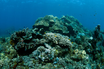 Naklejka na ściany i meble Coral reefs. Underwater world of Tulamben, Bali, Indonesia.
