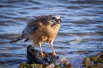 Fototapeta premium Red-shouldered Hawk (Buteo lineatus) guarding a kill on a lakeshore