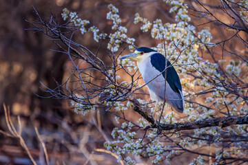 Black-crowned Night Heron (Nycticorax nycticorax) perched in a tree