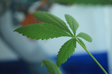 Marijuana 3