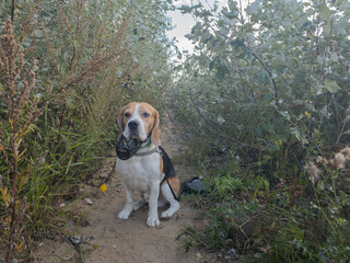 dog in the park
