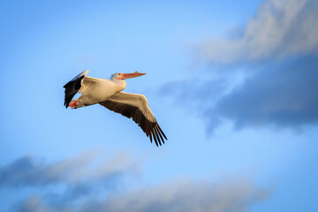 American White Pelican (Pelecanus erythrorhynchos) in flight