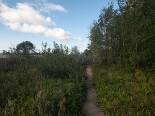 Obraz premium path in the woods