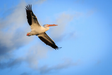 American White Pelican (Pelecanus erythrorhynchos) in flight