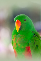 eclectus Papagei im portrait