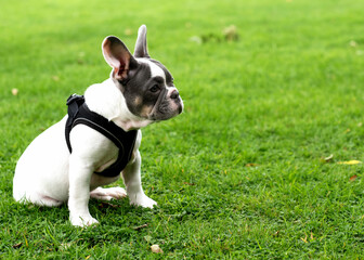 Puppy of White French Bulldog out for a walk sitting on the grass in Summer
