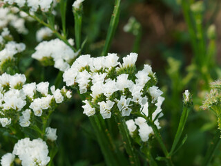 Limonium sinuatum | Statice sinueux ou Saladelle sinuée aux minuscules fleurs en entonnoir formant des bouquets d'épillets de couleurs variées, entourées de calices poilus