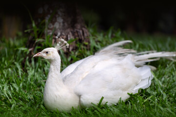Ein weißer Pfau in Indonesien
