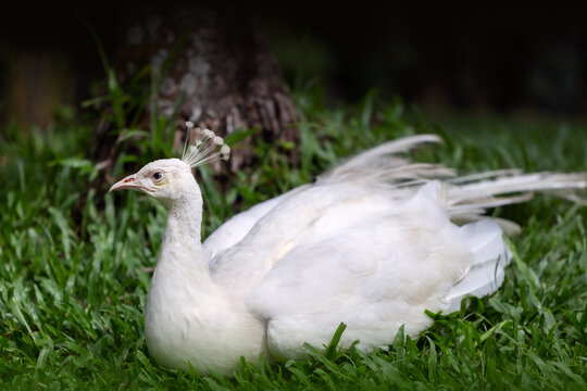 Ein wei&szlig;er Pfau in Indonesien
