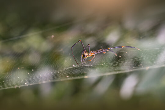 Nephila pilipes webt ihr Netz