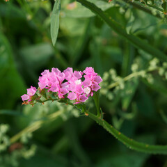 (Limonium sinuatum) Floraison &eacute;l&eacute;gante statice sinueux ou Saladelle sinu&eacute;e en panicules arqu&eacute;es sur tiges &agrave; ailettes 