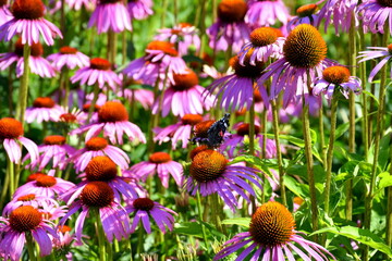Close up on a set of beautiful violet and purple flowers with a single small butterfly sitting on one of the plants seen on a sunny summer day on a Polish countryside during a hike
