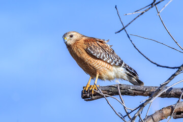 Red-shouldered Hawk (Buteo lineatus) perched in a tree