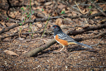 Spotted Towhee (Pipilo maculatus) feeding on the ground