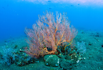 Naklejka na ściany i meble Coral reefs. Underwater world of Tulamben, Bali, Indonesia.