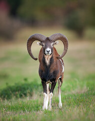 Mouflon on the meadow. Mouflon patrol on the meadow. European wildlife nature. Mouflon in the mountains. Animals during the day.