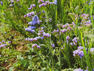 Statice sinueux ou Saladelle sinuée (Limonium sinuatum), jolies fleurs de massifs rocailleux ou en bouquet décoratif de fleurs séchées