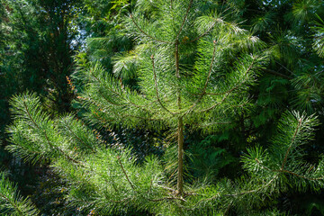 Beautiful young pine Pinus sylvestris with evergreens background. Sunny day in the garden. Nature concept for design. Selective focus