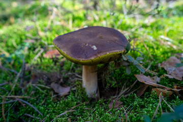 Grzyby jadalne, podgrzybki, prawdziwki © SebbPL