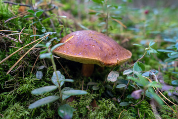 Grzyby jadalne, podgrzybki, prawdziwki © SebbPL