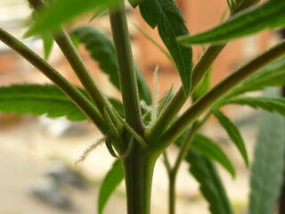 detalle de planta de cannabis en interiors