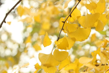 detalle de rama d eun árbol en oroño con pequeñas hojas amarillas redondeadas