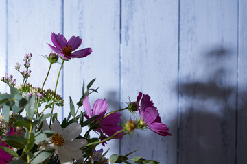 multicolored wildflowers close-up on a blue background  