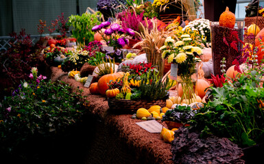 Fototapeta na wymiar Autumn festival. At the exhibition- bright autumn flowers: pink Heather, asters, yellow chrysanthemums and a lot of pumpkins huge and small and decorative peppers