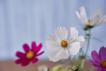 multicolored wildflowers close-up on a blue background          