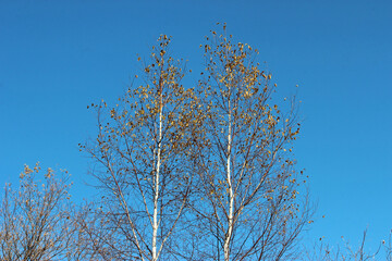 Blue Sky and Birch Trees