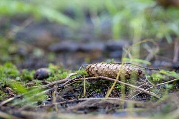 Moornatur
